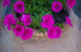 Agriturismo Podere Pizzicagallo - Foto 49