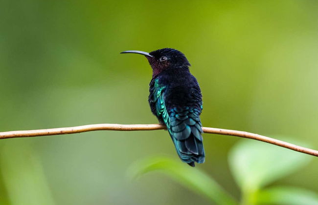 Birdwatching a Castries Waterworks - Foto 11