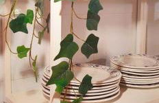 Donde Elvira - Foto 21