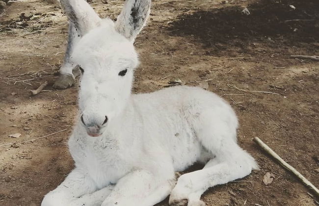 Agriturismo Castanito - Foto 39