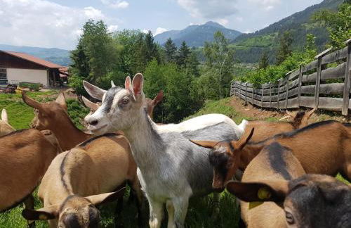 Agritur Maso Piasina - Photo 12