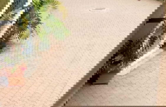 Pinnacle Court Apartments - Photo 31