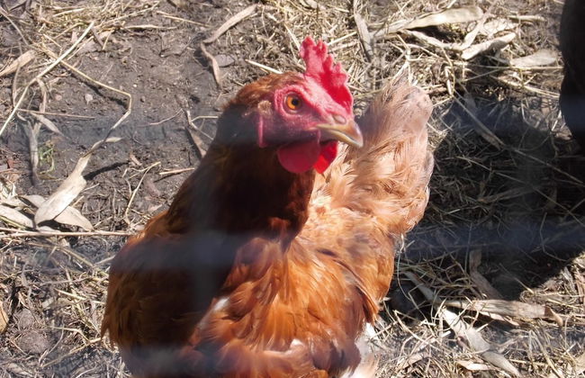 Apartment in Pepelow Near Baltic Sea Beach - Foto 36