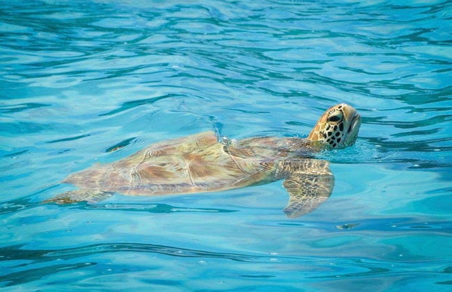 Whale Watching in Mo'orea - Foto 8