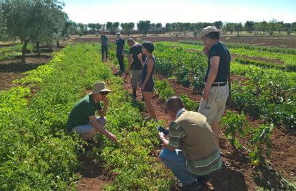 Tenuta Masseria & Spa Chicco Rizzo - Foto 32