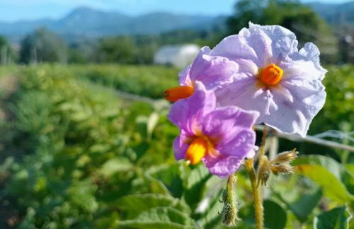 Agriturismo la Fattoria al Crocefisso - Foto 9