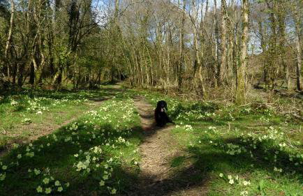Quiet, Countryside Retreat, Spreacombe Gardens near Woolacombe - Foto 1