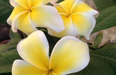 Giardino di Sicilia - Foto 134