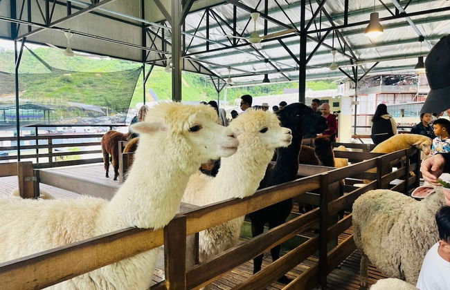 The Retreat mountain view at Cameron - Photo 55