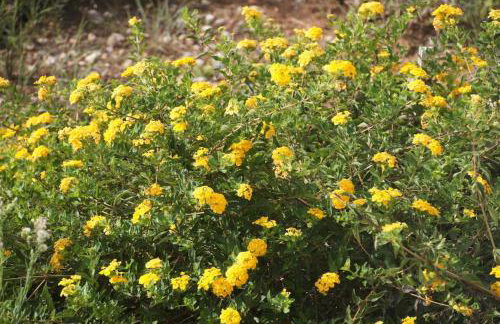 Villa Desiree - Foto 7