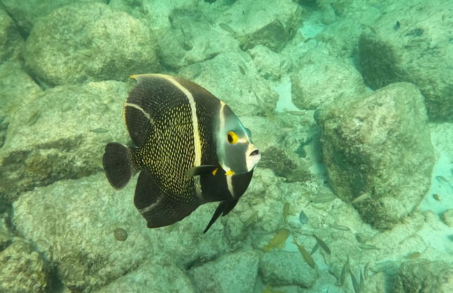 Boca Catalina Oceanview 4 4 Private Pool - Foto 33