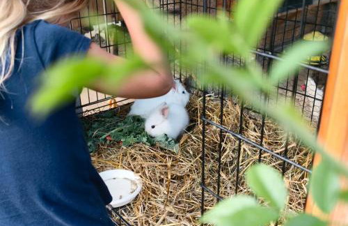 Owca za płotem - Foto 4