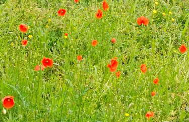 Tra lago e montagne home nonna Maria - Foto 55