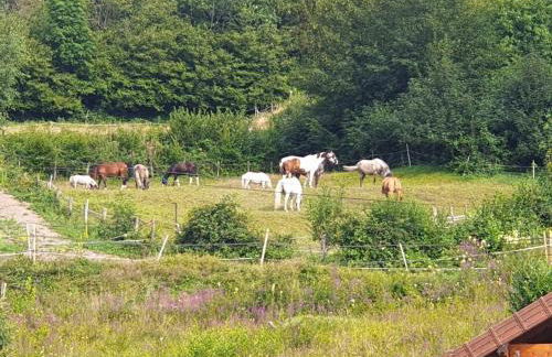 Chevaux au Soleil - Foto 35
