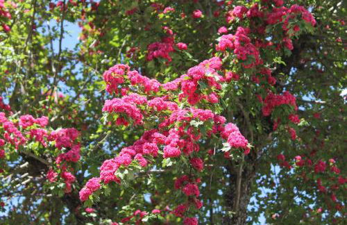 FeWo Alte Post - Foto 8