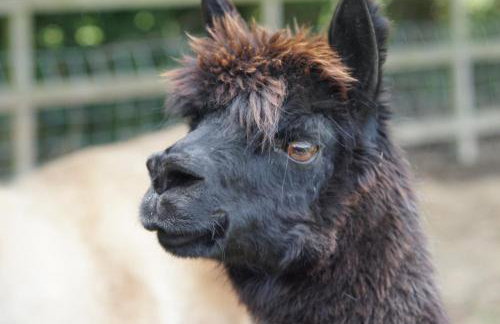 Stunning 16th Century Farmhouse in Suffolk - Foto 33