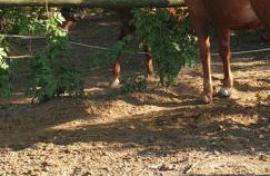 Villa Mainardi Agriturismo - Foto 3