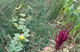 Kuća za odmor ,Erdelj 21 B - Foto 55