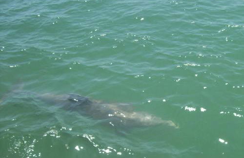 1 Beige Cozy Bungalow or 1 White Cozy Efficiency Cottage in Titusville - Foto 46