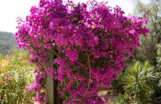 Villa 65m2 7 pers - Rondinara, Bonifacio - Foto 3