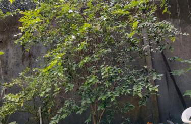 Casa confortável com 3 quarto - Foto 11