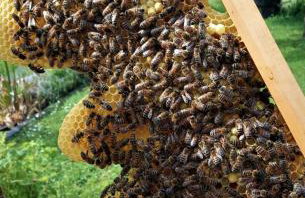 Ferienwohnung Zum Bienenstock - Photo 8