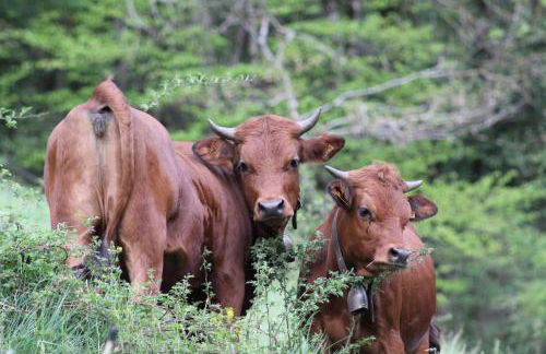 Le chalet de Bernoline vaste appartement tout confort - Foto 25