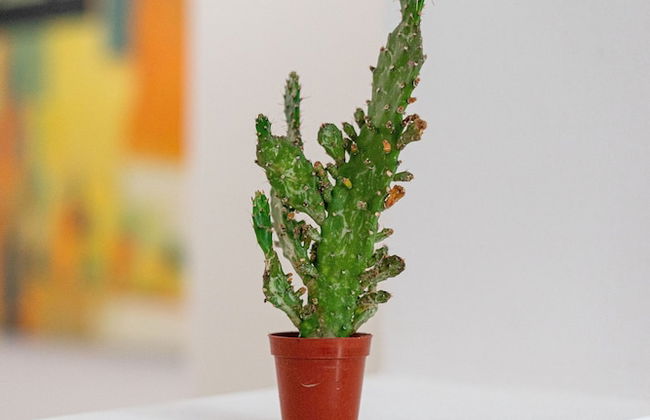 Ostraco Luxury Suite - Foto 13