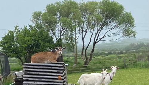 Pen llyn holiday cottages and caravan - Foto 5