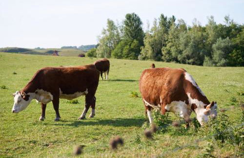 Douglas Gatehouse - Foto 34