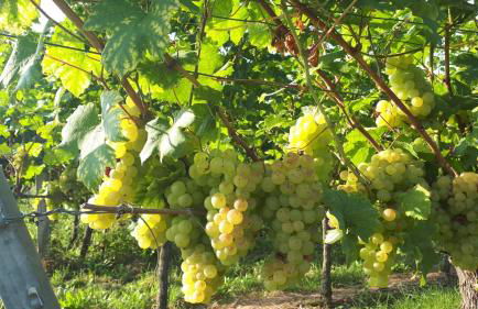 Haus Elfriede - Foto 37