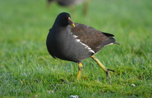 Ferienhaus Uferweg - Foto 35