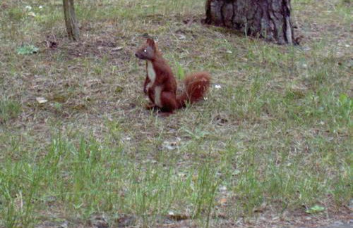 Dependance Ferienhäuser am Kastavensee - Photo 22