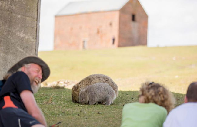 Maria Island National Park Tour - Foto 4
