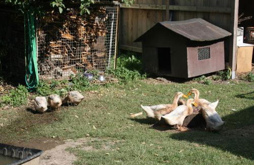 Pferd - Spaß - Entspannung - Foto 9