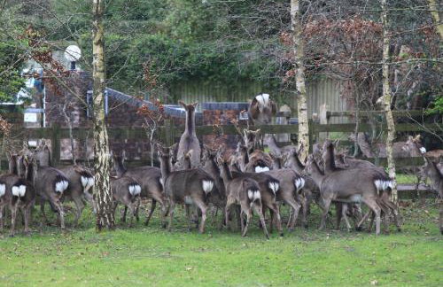 Cottage near Corfe & Jurassic Coast - Foto 53