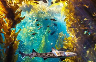 3984 Life of Riley home - Foto 52