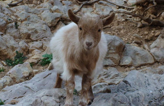 Hort de Mao El Rebost - Foto 32