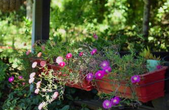 O Cantinho de Coura - a cabana - Foto 6