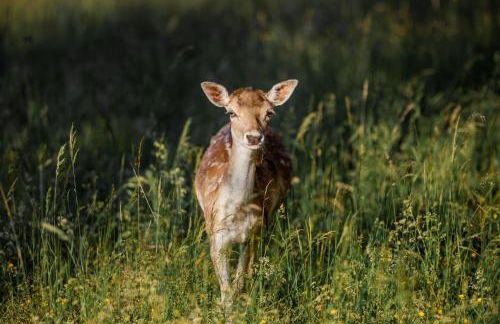 Chez Bernadette Alsace prox Route des Vins et Europa Park Rulantica - Foto 1