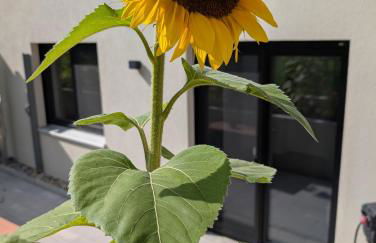 Seeliebe Ferienwohnung am Brombachsee - Foto 21