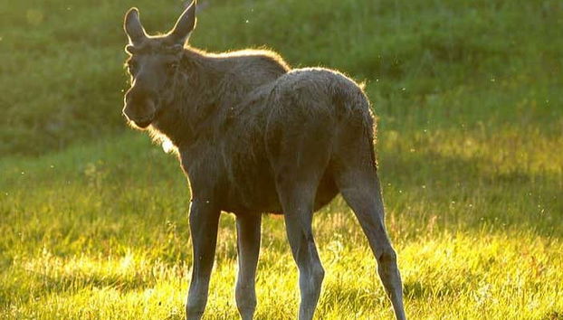 Durante il tour di avvistamento delle alci norvegesi
