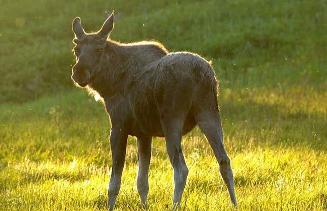 Avistamiento de alces en Bodø - Foto 1