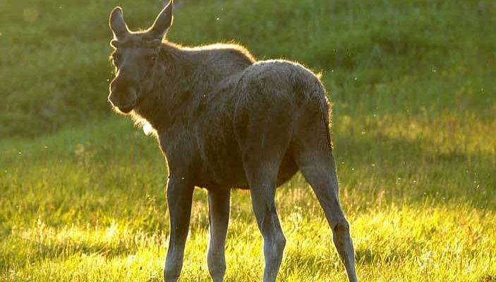Tour de avistamiento de alces