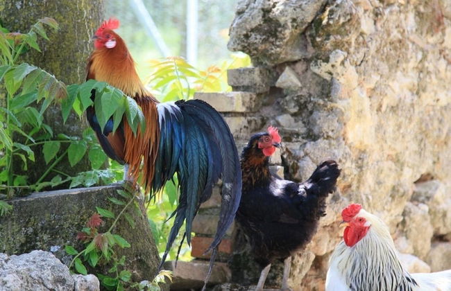 Podere Agrituristico Luchiano - Foto 52