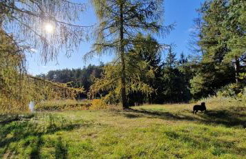 Leśna Przystań Bory Tucholskie - Foto 12