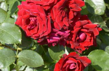 Casa Giardino fiorito - Foto 6