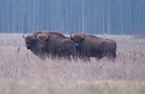 KTA TARPAN Mały Domek - Foto 12