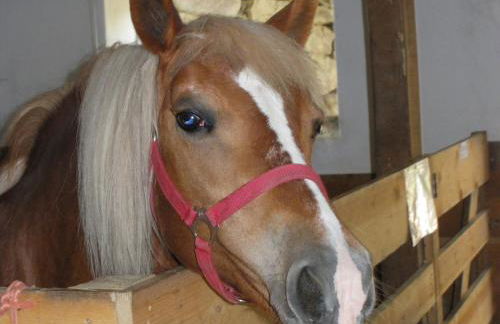 Appartments Neuhof - Photo 40