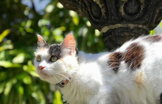 Villa Tortolas 5 Min Walk To La Ropa Beach - Foto 47